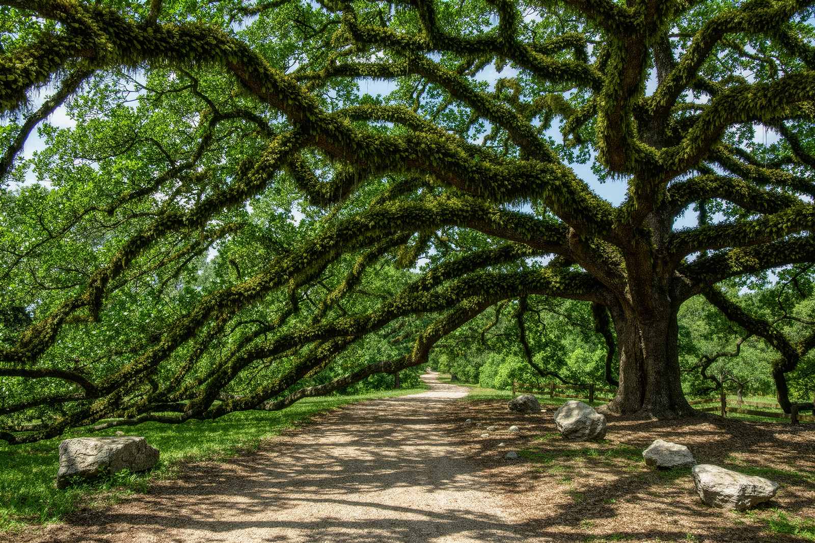A gravel path beneath a large live oak tree