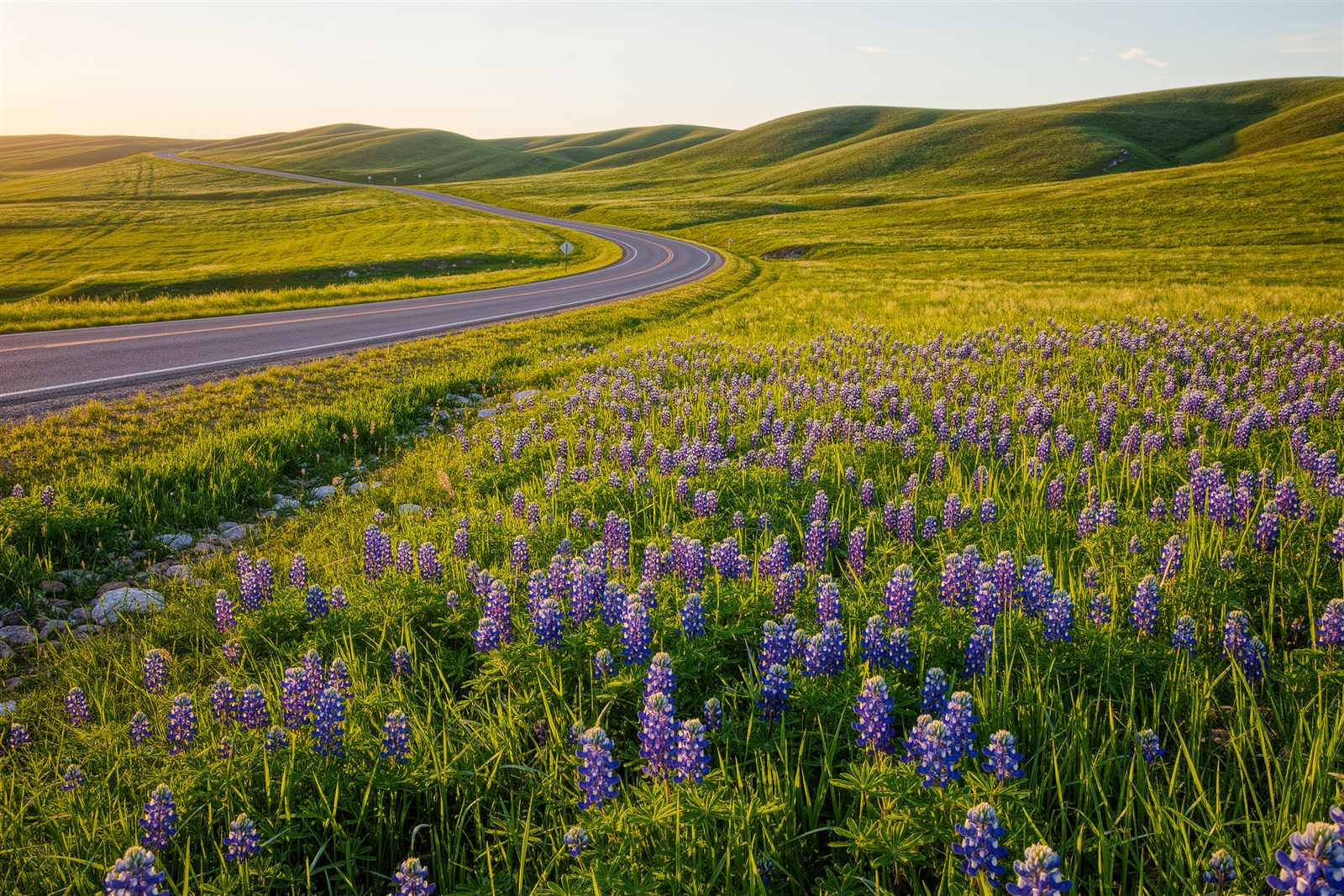 A two-lane road curving through bluebonnets and green hills